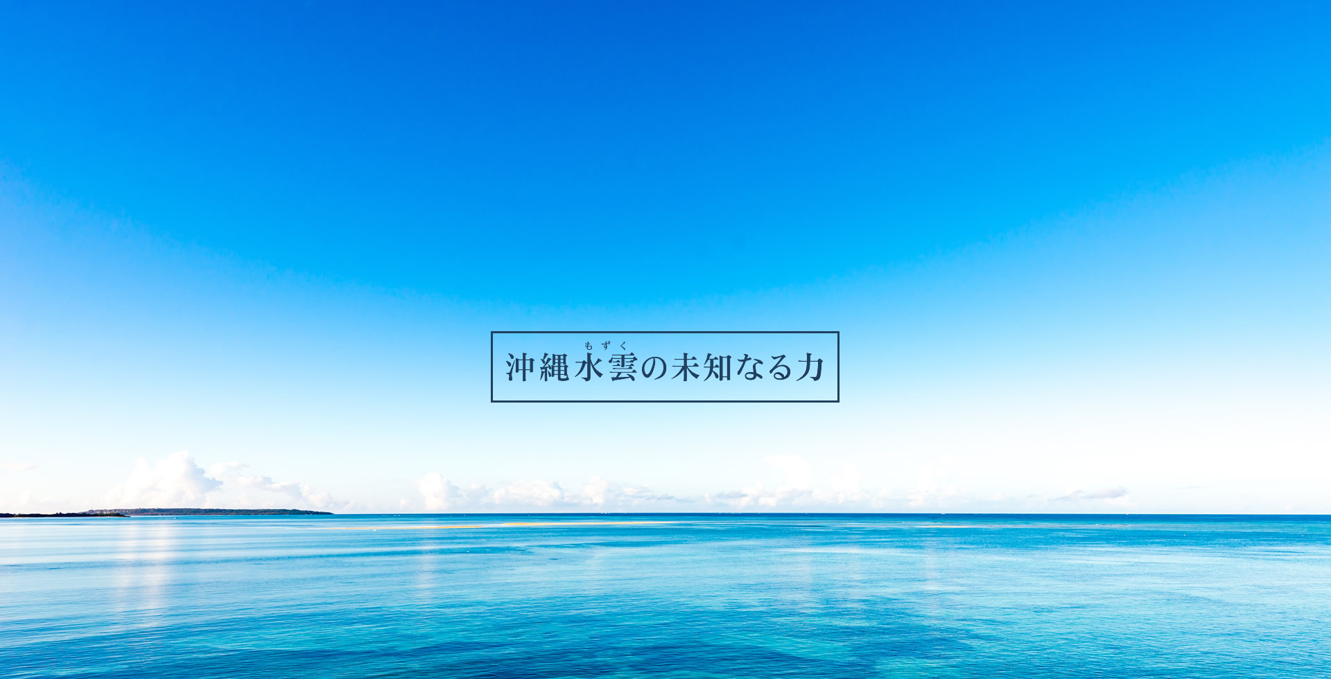 沖縄海雲（もずく）の未知なる力