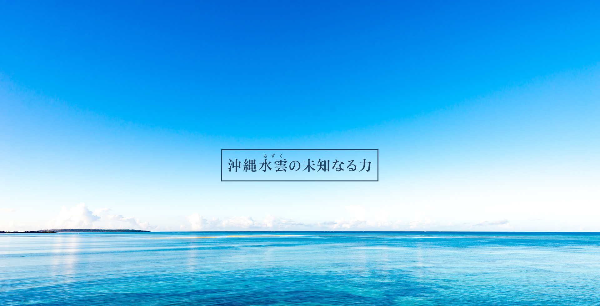 沖縄海雲(もずく)の未知なる力